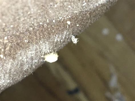 tiny white flies in house.